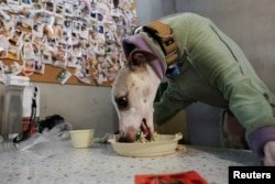 A dog eats a prepared dish at Kong Shan Yunnan Bistro in Shanghai, China, on Jan. 25, 2025.