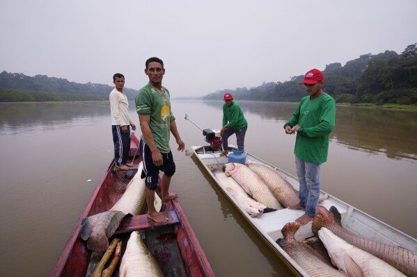 Fishermen join boats to pass fish from the boat used to catch, left, to the motorized one, right, used to transport pirarucu faster to the processing ship, in San Raimundo settlement lake, Carauari, Brazil, Tuesday, Sept. 6, 2022. (AP Photo/Jorge Saenz, File)