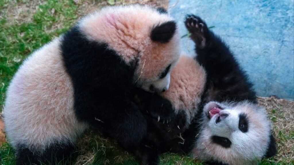 HK$880 to be a panda pal? Hong Kong’s Ocean Park launches fan club for twin cubs