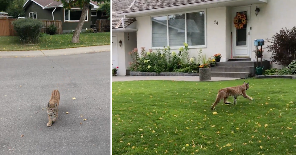 Users posted videos of bobcats spotted in Calgary suburbs.