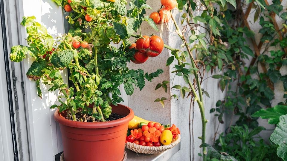 Planting of tomatoes in balcony garden. Hobby gardening