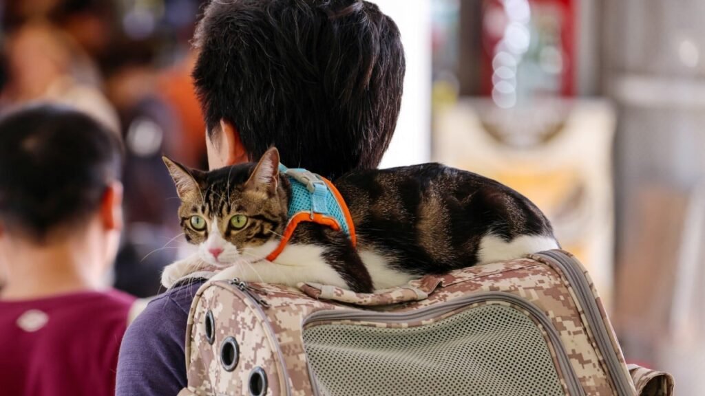 Hong Kong vets report higher rates of poor health for online-bought cats, dogs