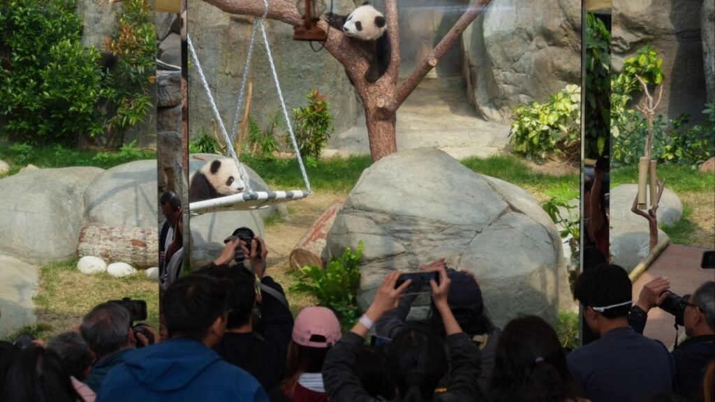 Pandas and Bun Festival among Hong Kong’s ‘golden week’ trends for mainland tourists
