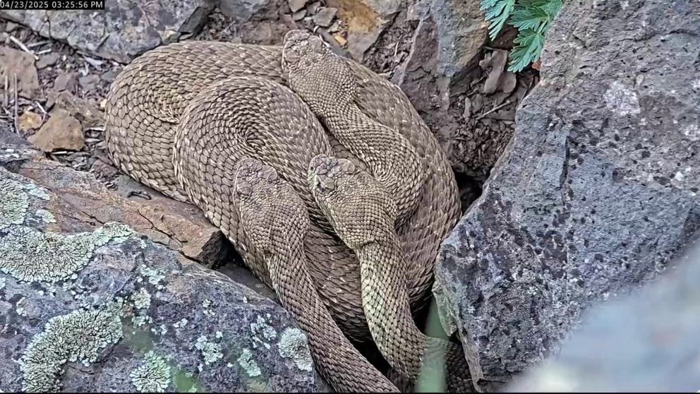 FILE - Dozens of snakes can be seen slithering and curling in a rookery, or snake den, in Colorado. They are just a few of hundreds of snakes in the rookery. 