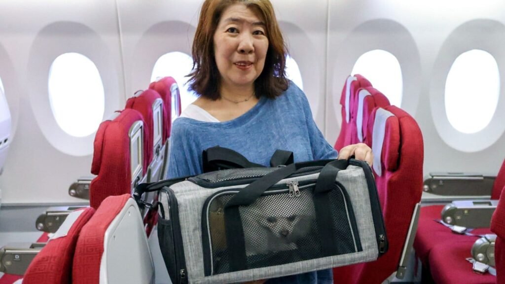 Hong Kong Airlines to expand pet-in-cabin service, with bookings full till November