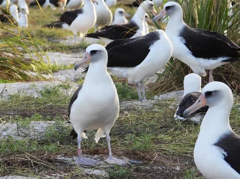 a group of black and white feathered birds stand on grass