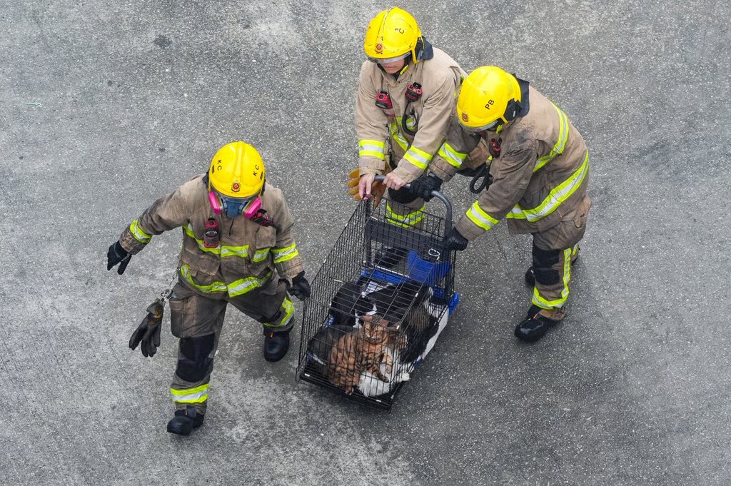 Animals are taken to safety on Thursday. Photo: Eugene Lee