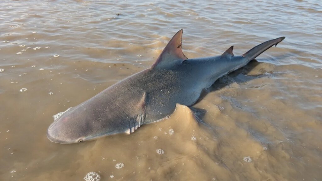 Bull shark found stranded in Hong Kong mudflats returned to sea by residents