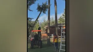 Whidbey Island family prevents tree from falling onto home