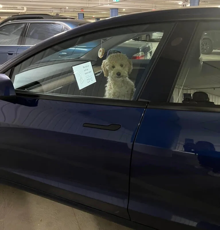 One Tesla owner could have caused a stir after leaving their dog in a parked vehicle — but the vehicle's Dog Mode ensured the adorable pet's safety.