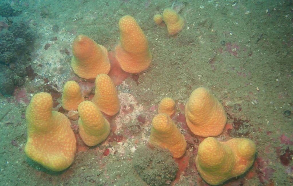 Paraminabea inflata, one of the two new soft coral species discovered by Hong Kong Baptist University marine researchers. Photo: Handout