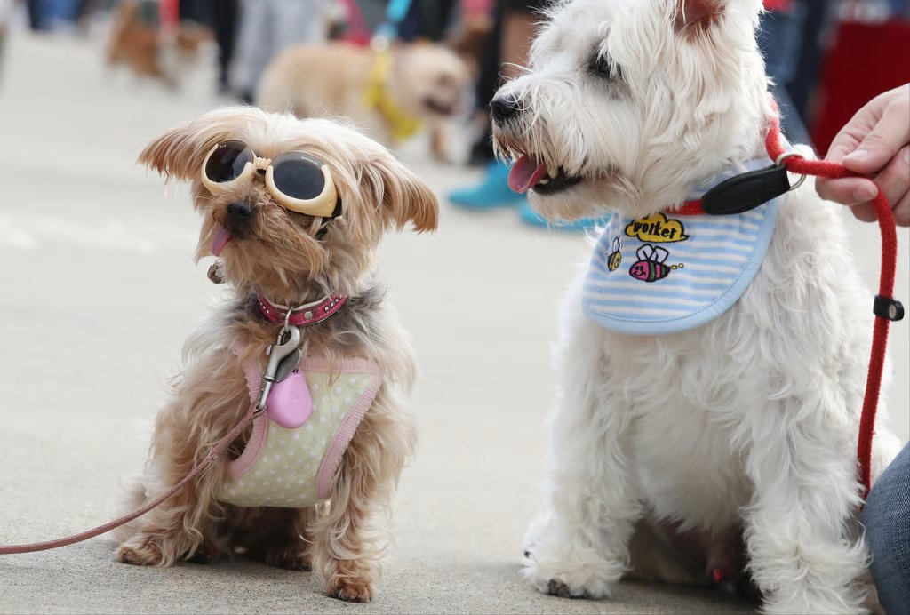 This year’s Dogathon is expected to attract more than 3,000 people to join a 5km walk with their dogs around Hong Kong Disneyland Resort. Photo: Nora Tam