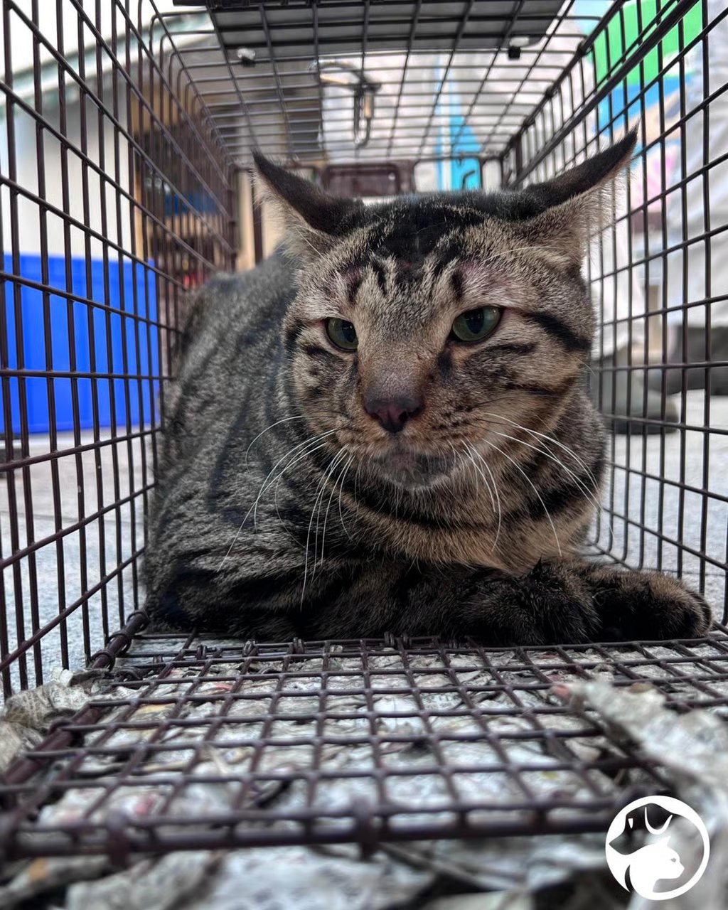 At least two pet cats have been found alive at the Wang Fuk Court fire site in Tai Po about a month after the inferno, according to SPCA. Photo: Handout