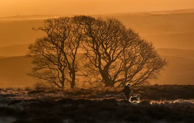 The sun rises behind a large bare tree