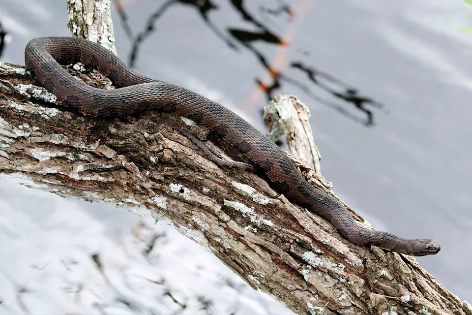 Stock image of a python in Florida Getty