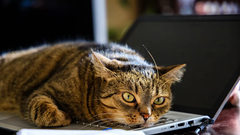 Image via Shutterstock&sol;Wirestock Creators