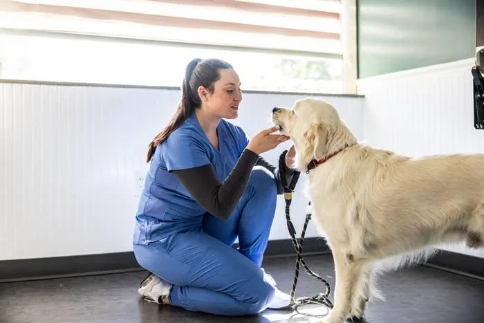 Veterinarian in scrubs kneels, gently examining a calm Golden Retriever at a clinic