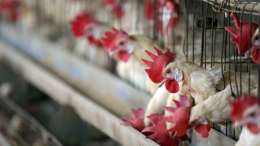 Bird flu outbreaks in parts of Japan, Denmark trigger Hong Kong poultry bans
