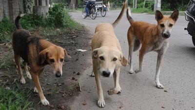 The stray dogs are being shot, poisoned or left to starve by Moroccan officials, according to reports. (HT Photo)
