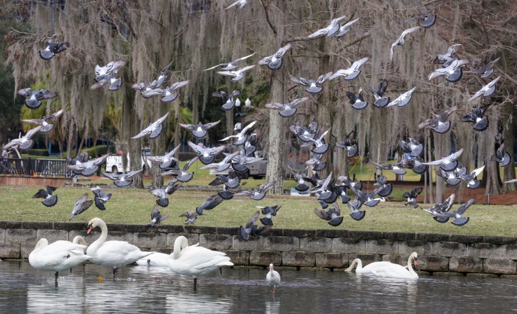 A flock of pigeons fly over the swans at Lake...
