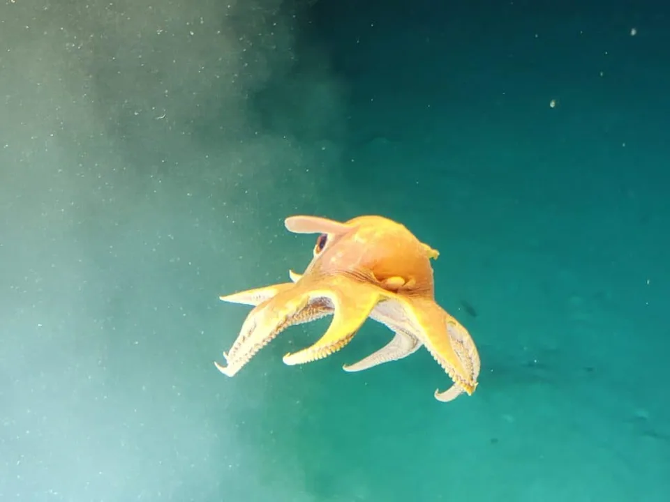 Dumbo octopus swimming in Caribbean Ocean