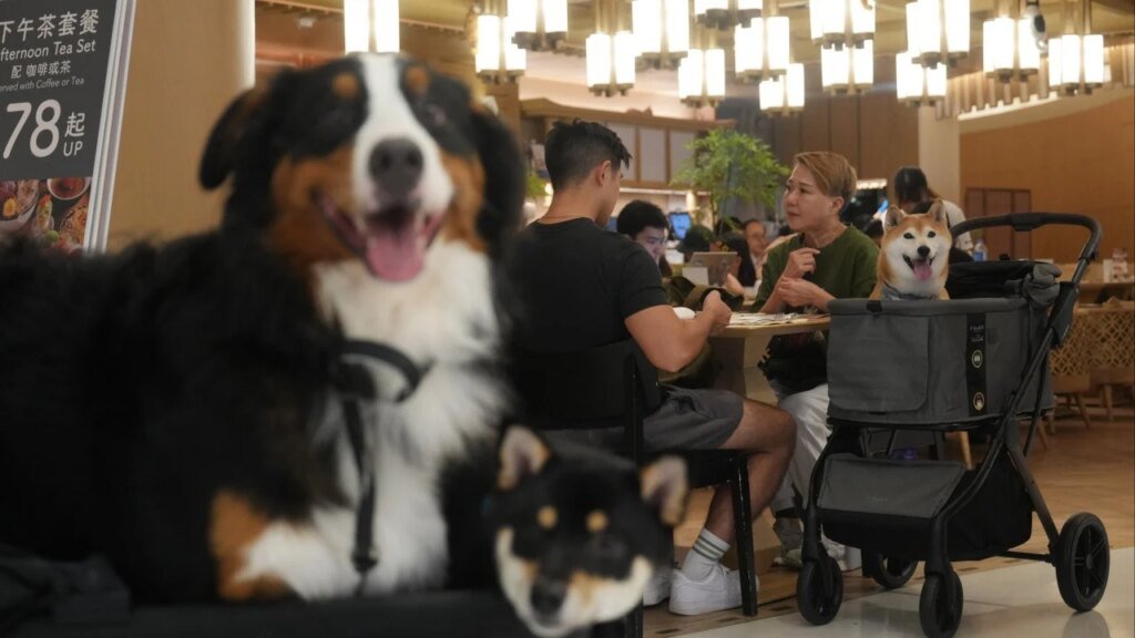 Dogs to be allowed in up to 1,000 Hong Kong eateries in first phase of new rules
