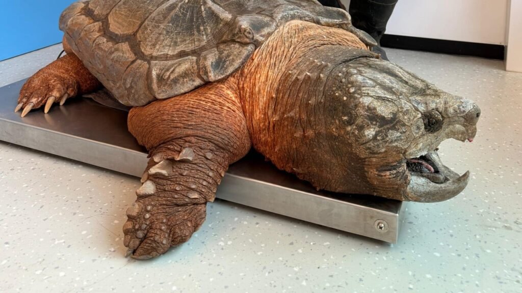 Call for tougher animal welfare laws after invasive turtle found in Hong Kong