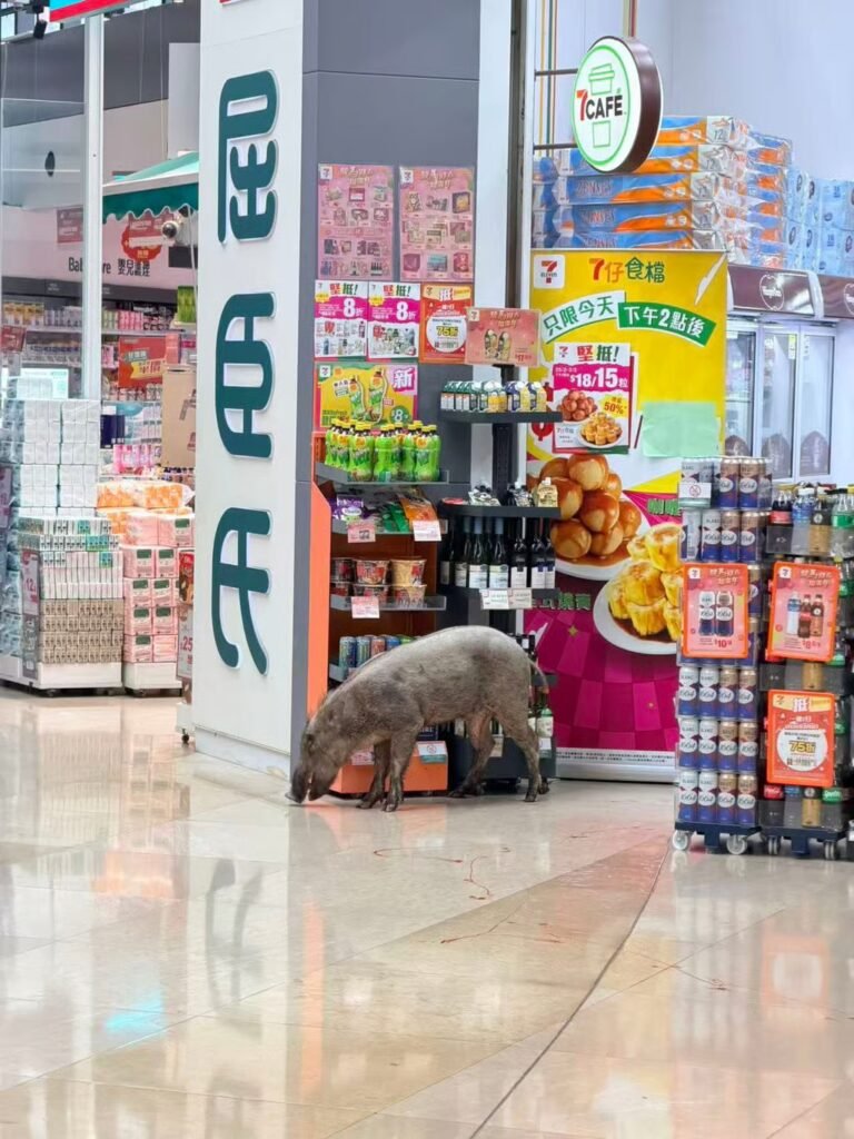 The boar is seen at the Double Cove Place shopping mall near Wu Kai Sha station. Photo: Threads/ _terryyu_