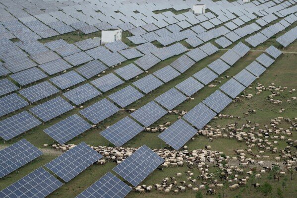 Tibetan sheep graze at a solar farm in Hainan prefecture of western China's Qinghai province on July 1, 2025. (AP Photo/Ng Han Guan, File)