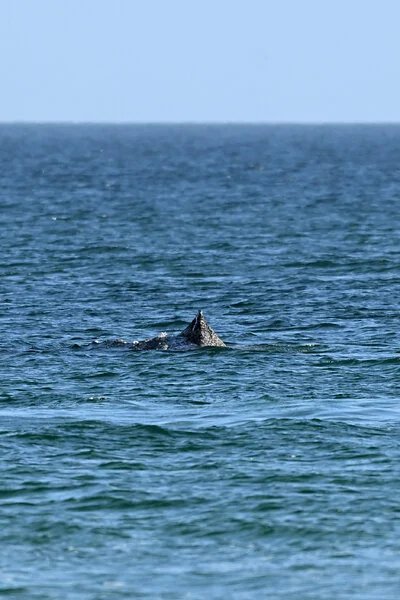 Humpback Whale Stranded Off German Coast Is Freed by Rescuers