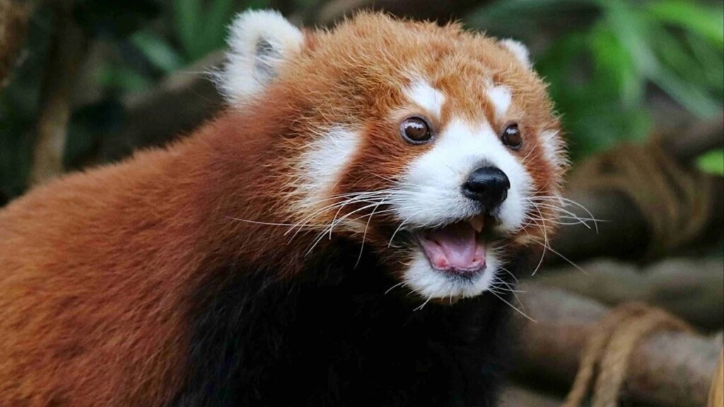 Hong Kong’s Ocean Park euthanises 17-year-old red panda Rou Rou