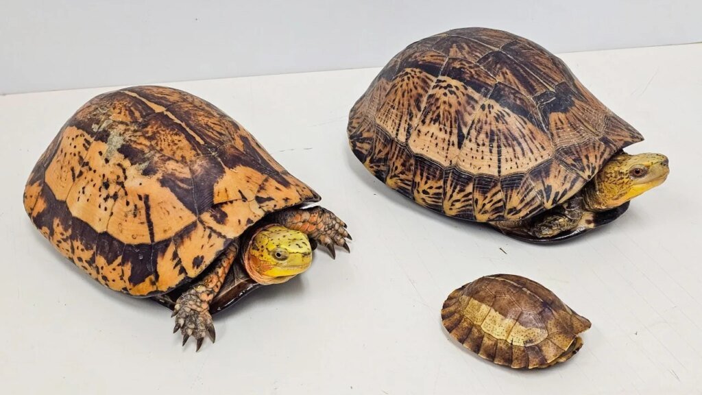 Man arrested after 14 endangered reptiles found in Kwai Chung industrial site