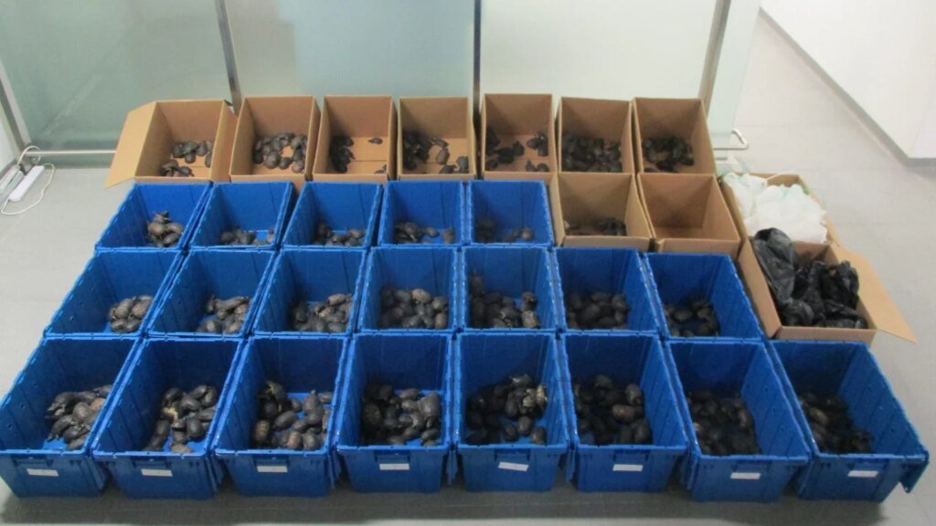 Hong Kong customs seizes nearly 1,000 smuggled turtles worth HK$1 million