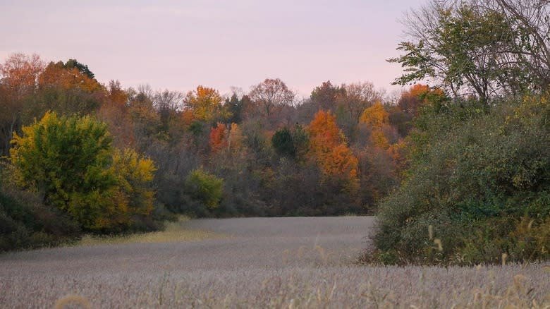 View of the wilderness around J. E. Roush Fish and Wildlife Area