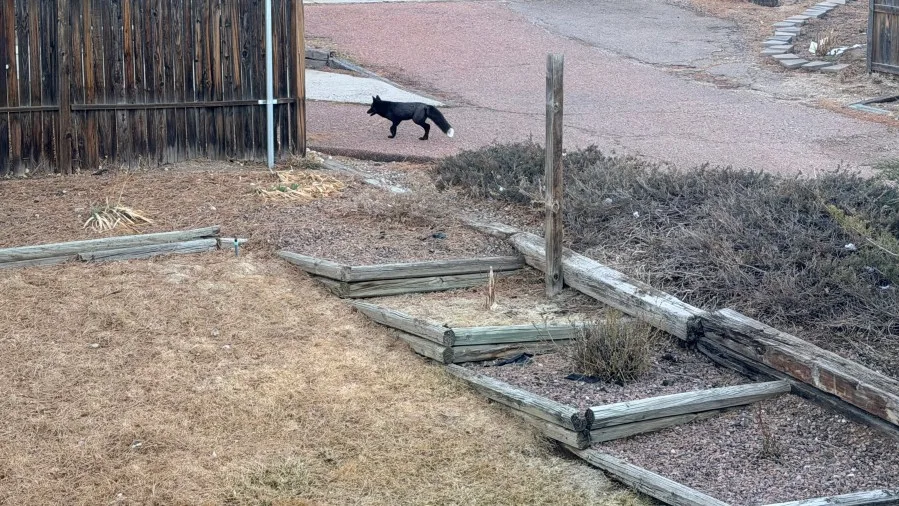 Rare black fox spotted in Colorado Springs neighborhood