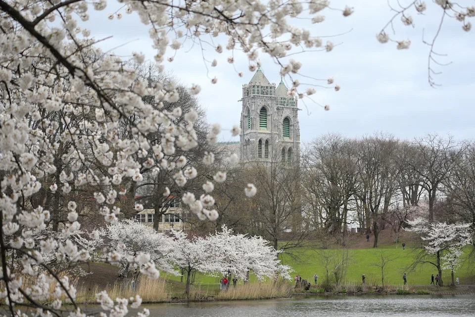 Cherry blossom 2025 Bloomfest in Newark