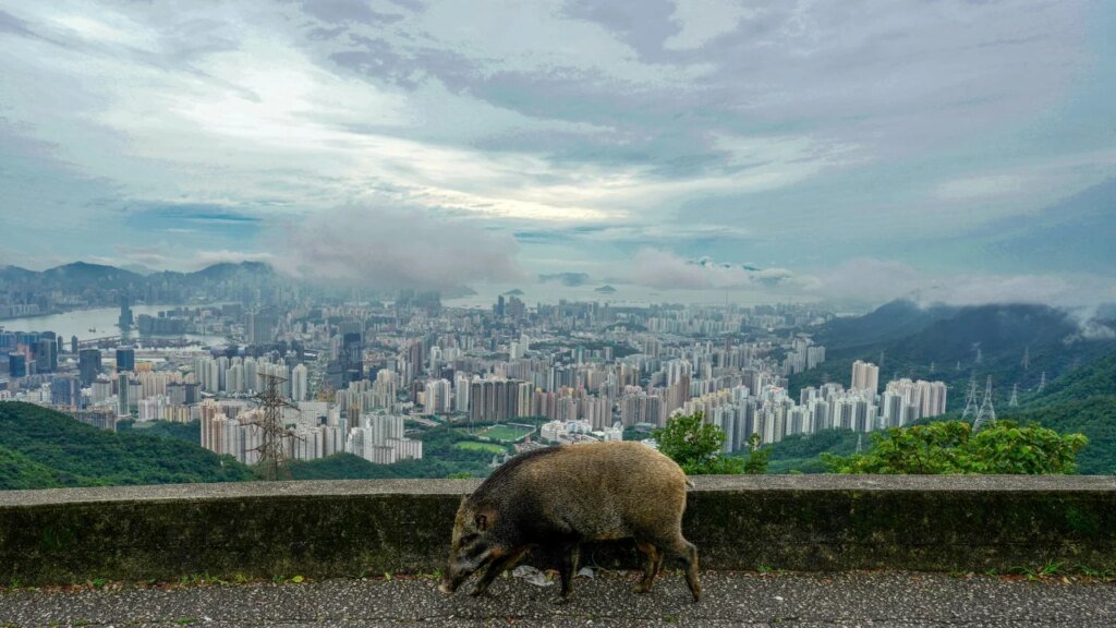 Call for review over how Hong Kong manages wild boars and buffaloes