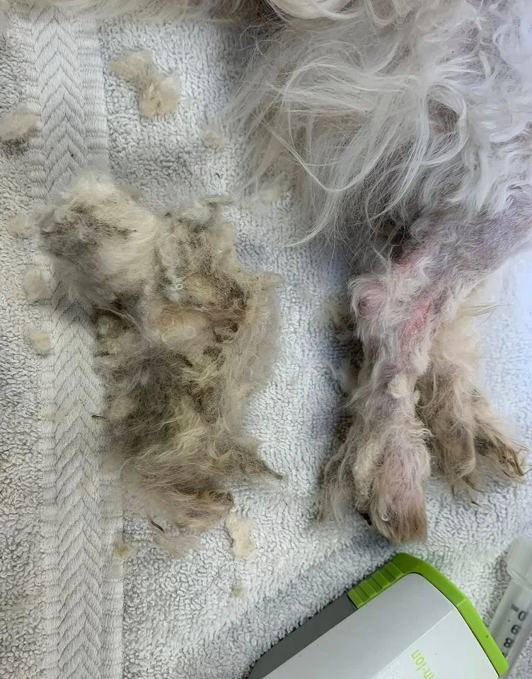 Matted fur removed from Paddy the rescue dogCredit: East Haven Animal Shelter, East Haven CT/Facebook