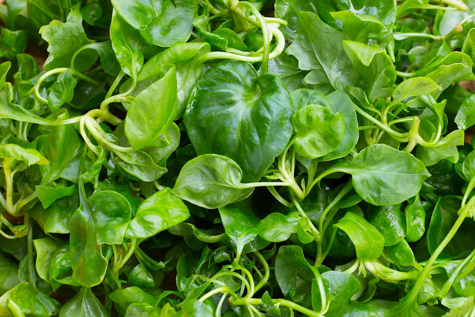 Fresh watercress in bamboo basket