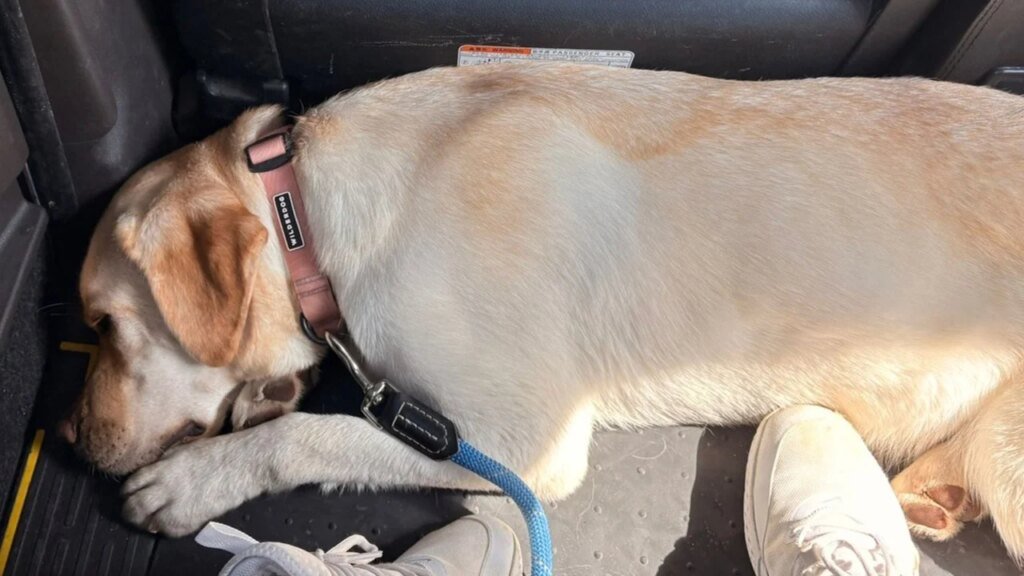 Rats versus pets: Hong Kong dog owners want rodent poison in boxes, not bags