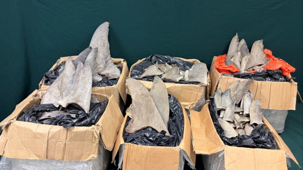 Hong Kong customs seizes HK$280,000 worth of dried shark fins from Panama