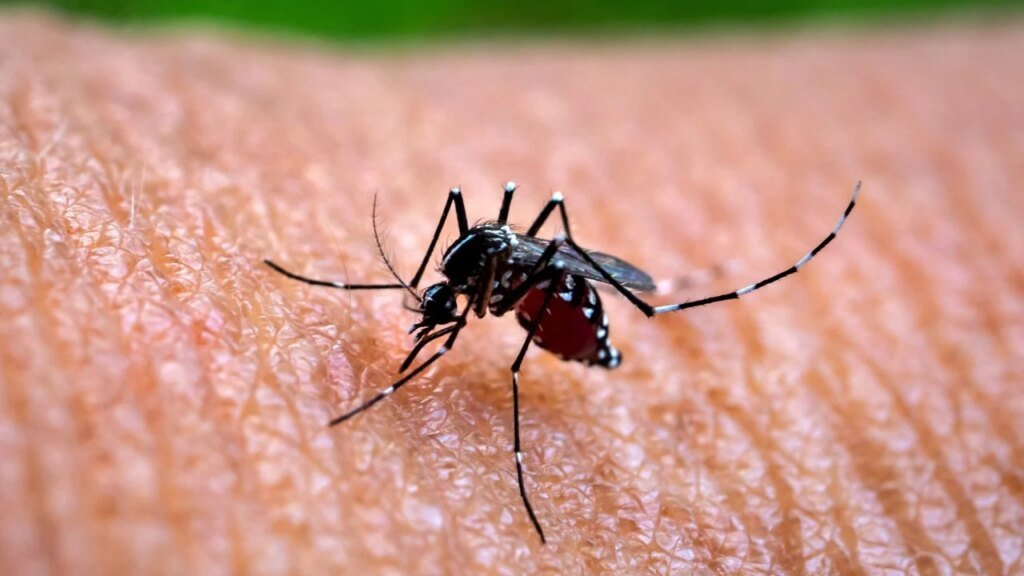 First local dengue case could lead to outbreak in coming months, health official says