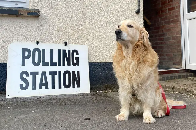 Dunsford, Devon, UK. 01st May, 2025. Local elections 2025: Dogs at Polling stations, Raphael the retriever waits for his owner as they vote in local elections, Dunsford, Devon, UK Credit: nidpor/Alamy Live News