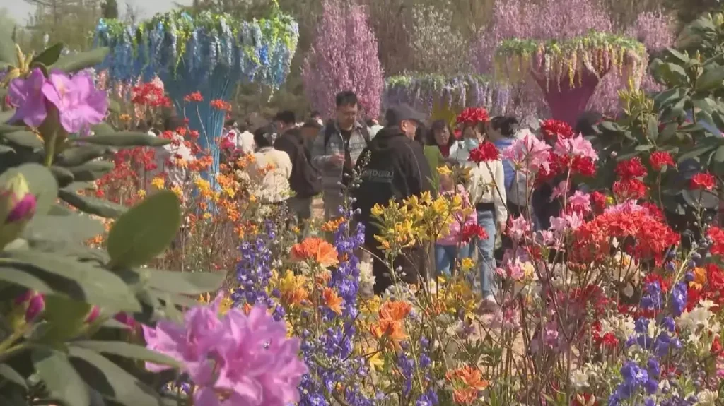 Flower viewing draws holiday crowds across China during Qingming Festival