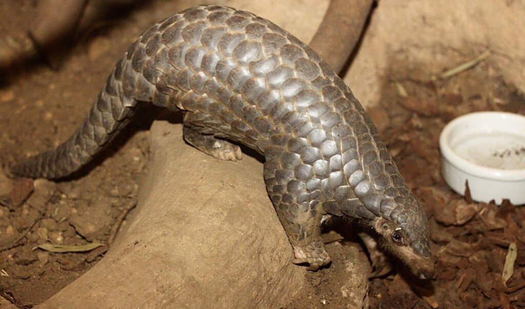 Chinese Pangolins Growing Steadily in the Wilds of Southern China for the First Time This Century