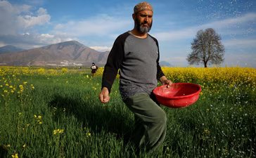 Abdul Qayoom spreads fertilizer on his mustard field in Pampore (REUTERS)