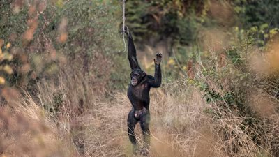 Chimpanzees and their close cousins bonobos are our closest evolutionary relatives. (Representational Photo/AFP)
