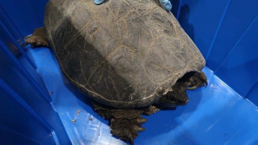 Hong Kong customs seizes 760 suspected endangered reptiles worth HK$580,000