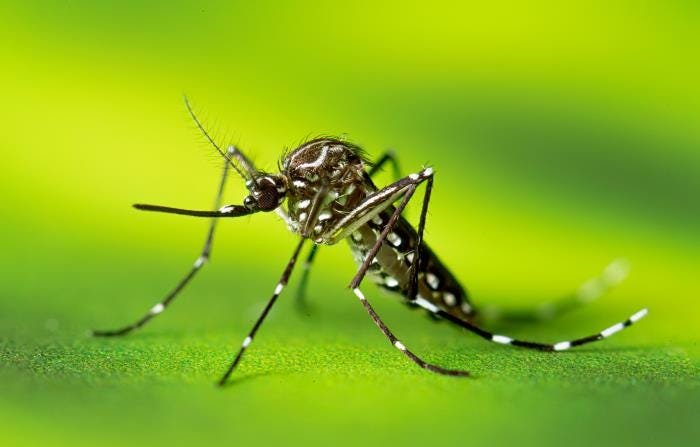 Hong Kong reports 1st local dengue transmission of the year