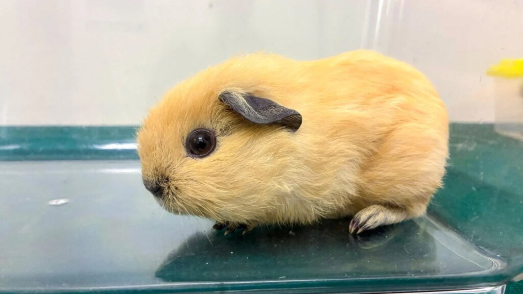 Hong Kong woman arrested for smuggling 7 animals at border checkpoint